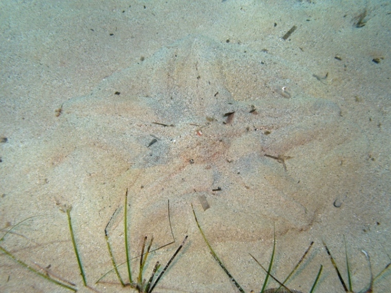 Astropecten aranciacus (Linnaeus, 1758)